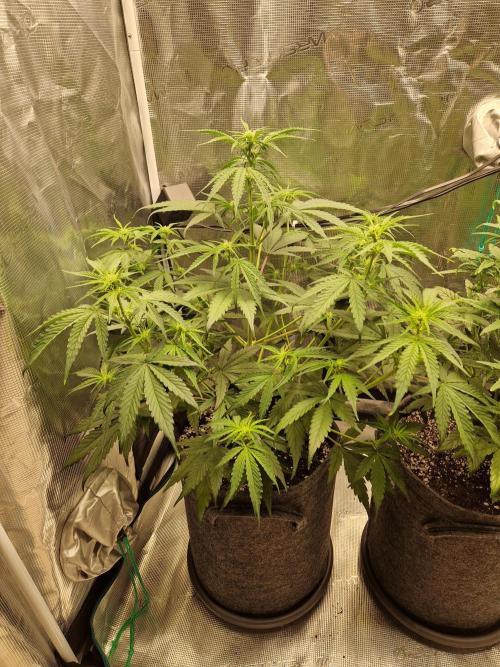 Auto Candy Bubatz XL. Week 5