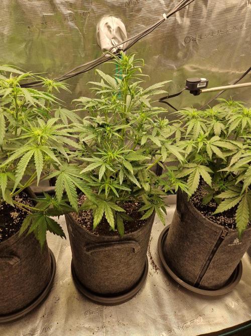 Auto Candy Bubatz XL. Week 5