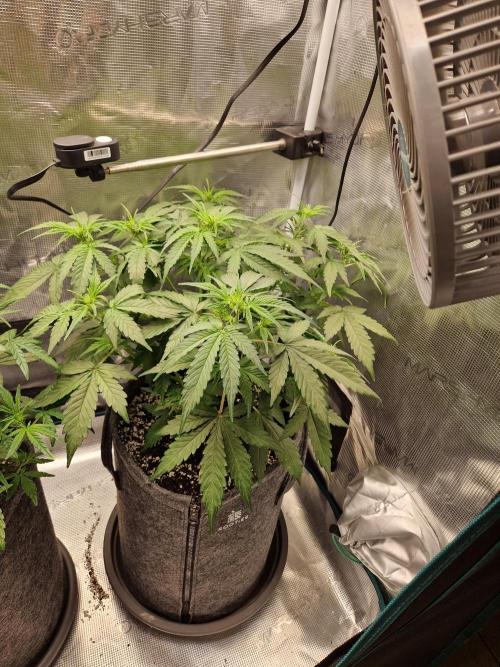 Auto Candy Bubatz XL. Week 5