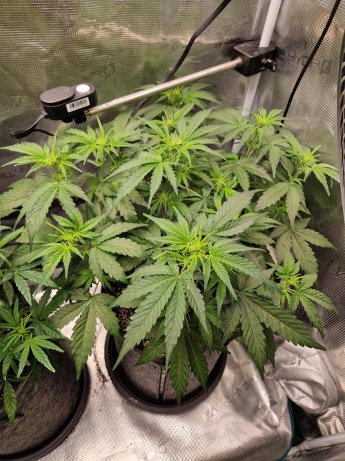 Auto Candy Bubatz XL. Week 5