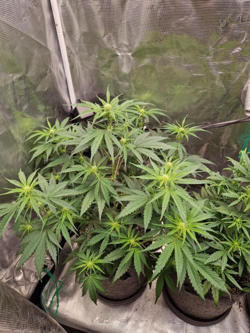 Auto Candy Bubatz XL. Week 5