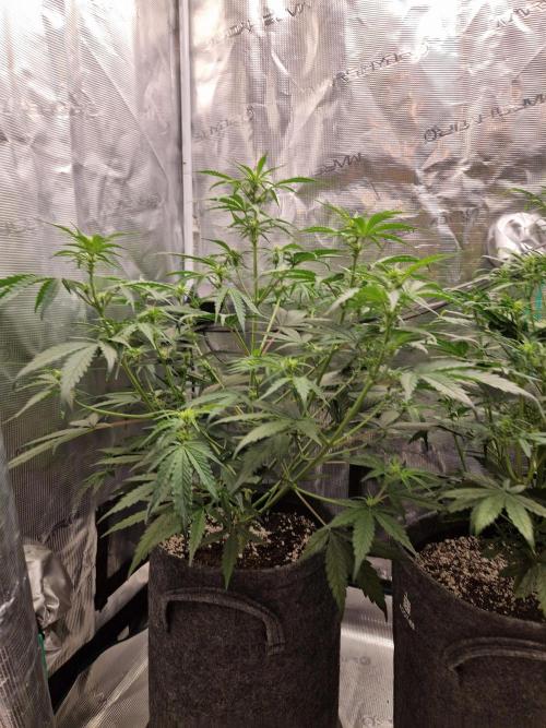 Auto Candy Bubatz XL. Week 5