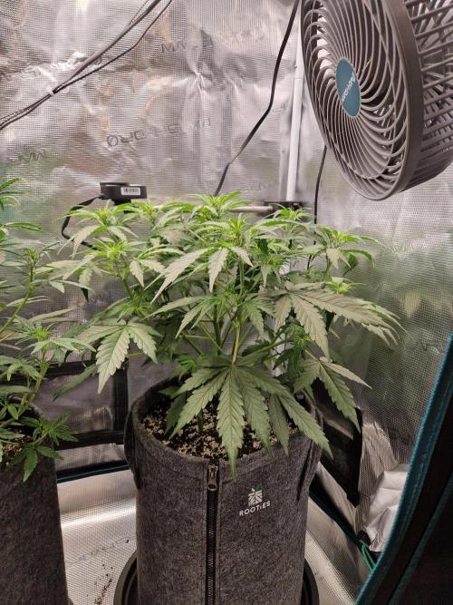 Auto Candy Bubatz XL. Week 5