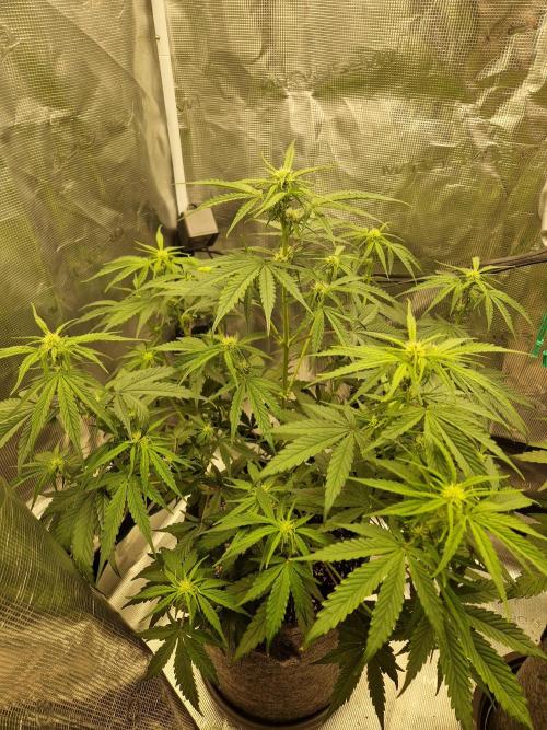 Auto Candy Bubatz XL. Week 5