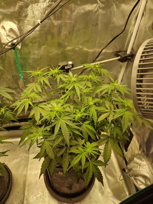Auto Candy Bubatz XL. Week 5