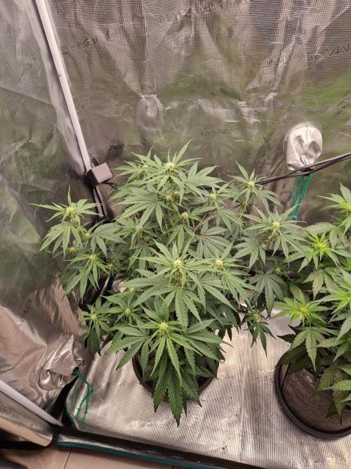 Auto Candy Bubatz XL. Week 5