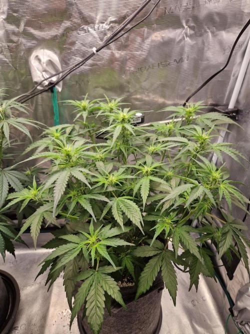 Auto Candy Bubatz XL. Week 5