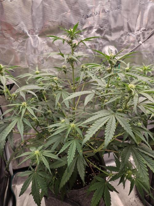 Auto Candy Bubatz XL. Week 5
