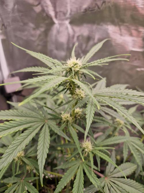 Auto Candy Bubatz XL. Week 5
