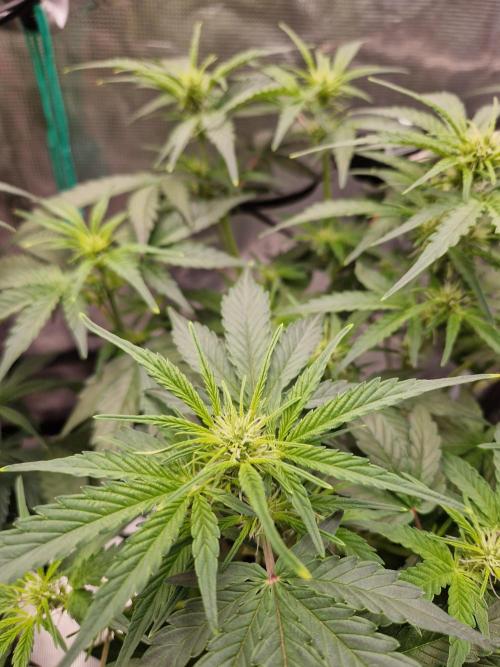 Auto Candy Bubatz XL. Week 5