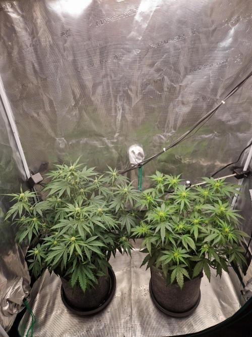Auto Candy Bubatz XL. Week 5