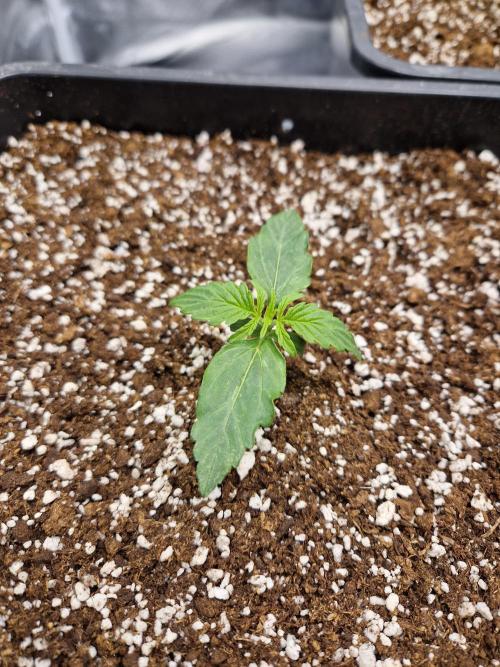 Gift Seeds. Week 2
