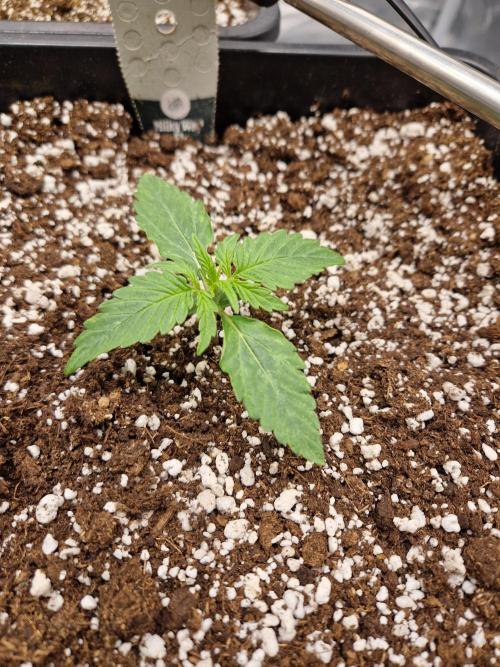 Gift Seeds. Week 2