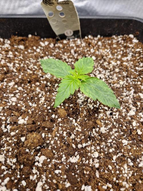 Gift Seeds. Week 2