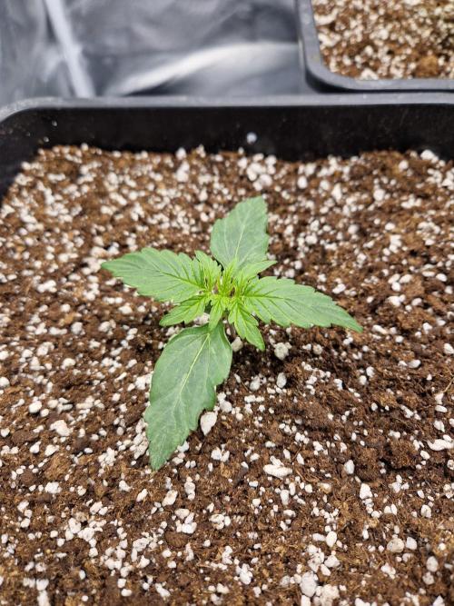 Gift Seeds. Week 2