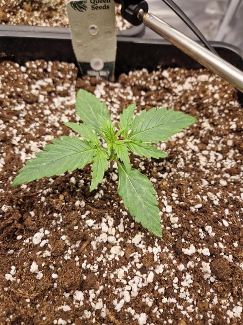 Gift Seeds. Week 2