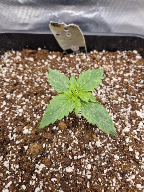 Gift Seeds. Week 2