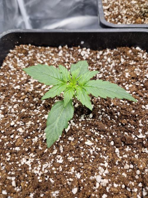 Gift Seeds. Week 2