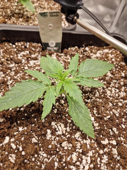 Gift Seeds. Week 2