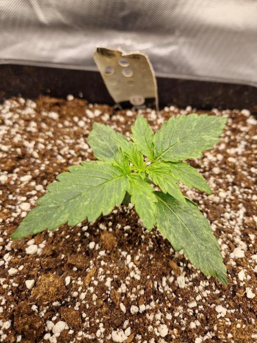 Gift Seeds. Week 2