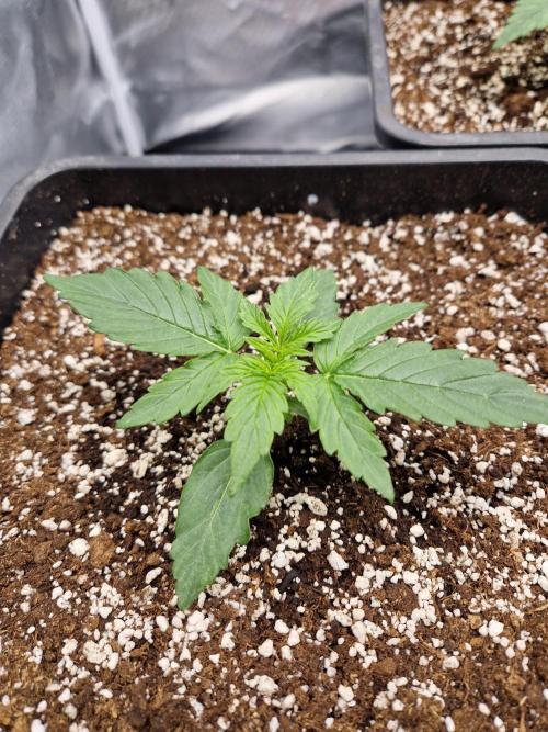 Gift Seeds. Week 2