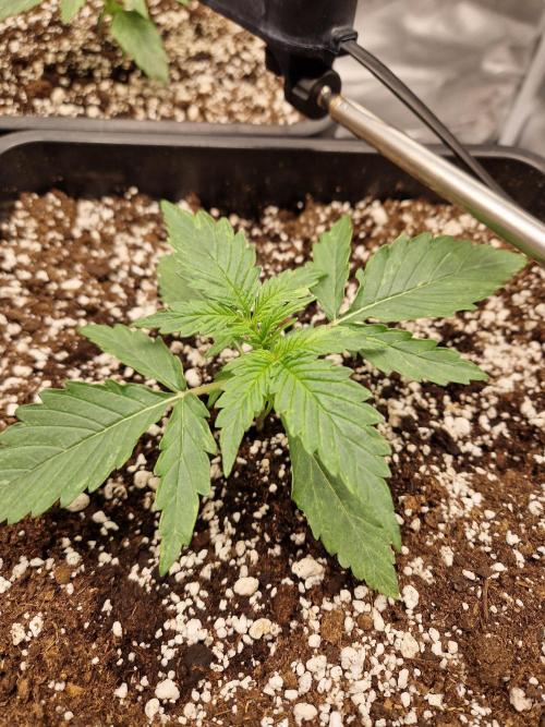 Gift Seeds. Week 2