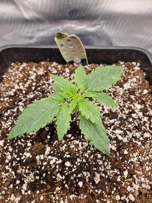 Gift Seeds. Week 2
