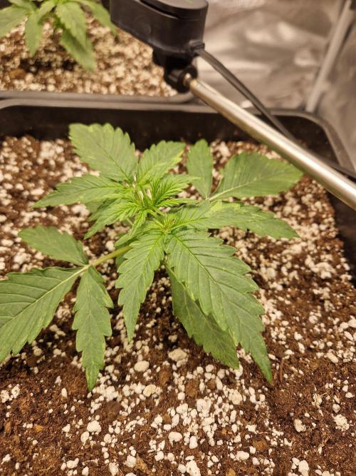 Gift Seeds. Week 2