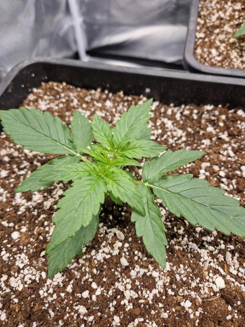 Gift Seeds. Week 2