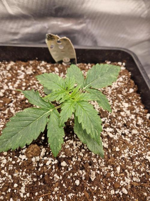 Gift Seeds. Week 2