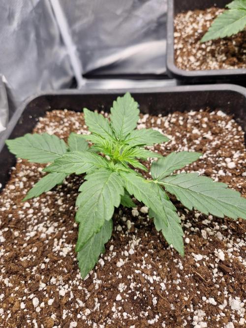 Gift Seeds. Week 2
