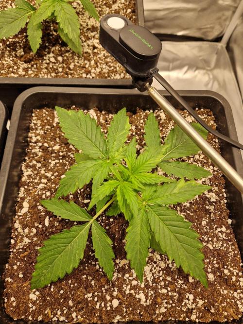 Gift Seeds. Week 2