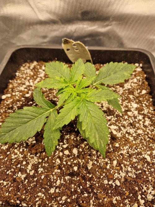 Gift Seeds. Week 2