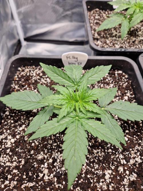 Gift Seeds. Week 2