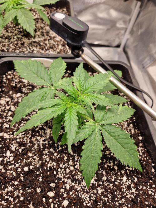 Gift Seeds. Week 2