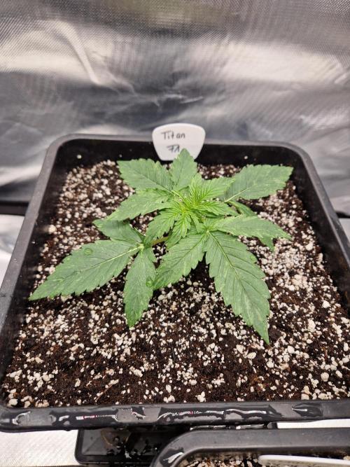 Gift Seeds. Week 2