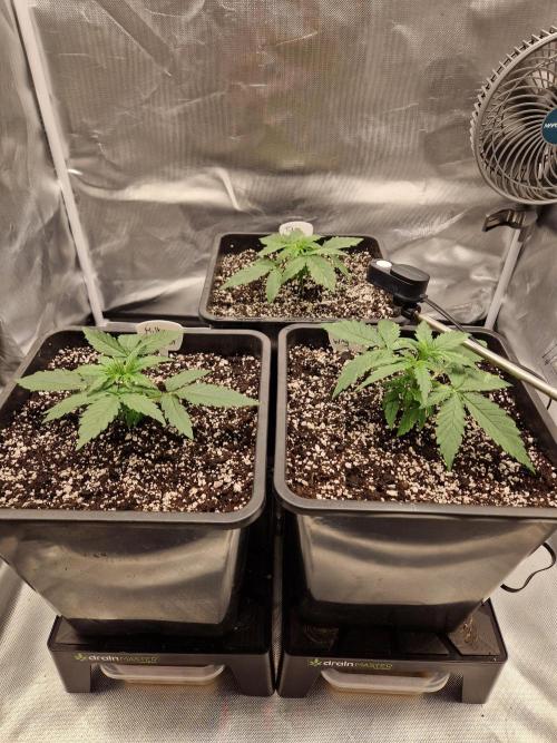 Gift Seeds. Week 2