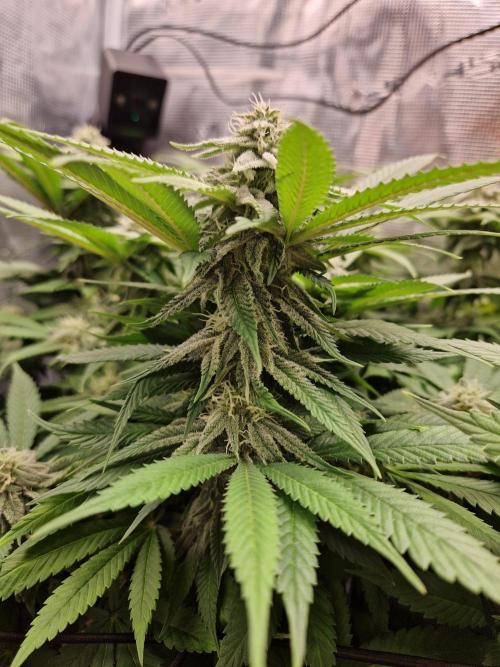 Apples Bananas n Peaches. Week 12