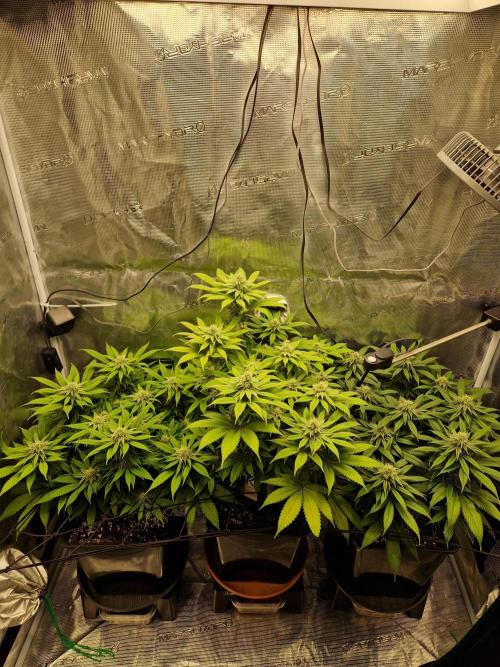 Apples Bananas n Peaches. Week 12