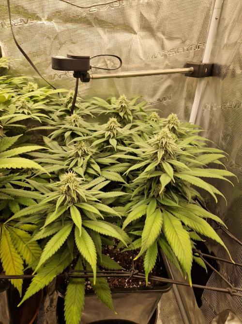 Apples Bananas n Peaches. Week 12