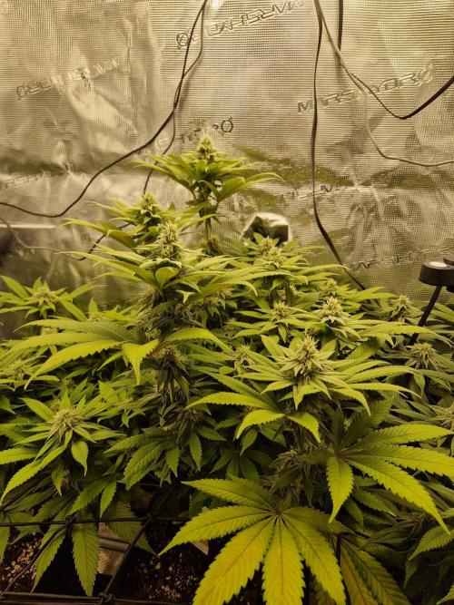 Apples Bananas n Peaches. Week 12