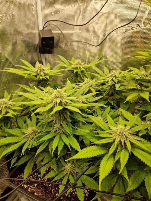 Apples Bananas n Peaches. Week 12