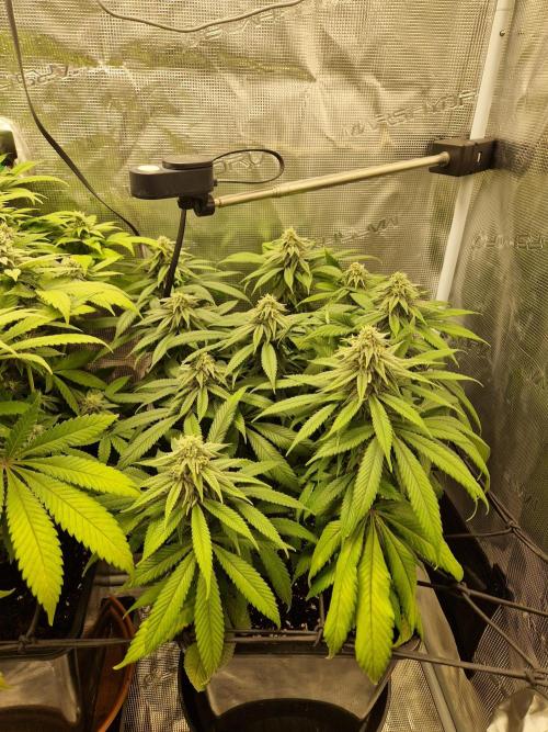 Apples Bananas n Peaches. Week 12