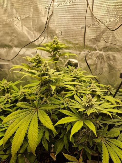 Apples Bananas n Peaches. Week 12