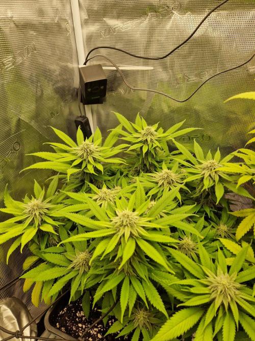 Apples Bananas n Peaches. Week 12