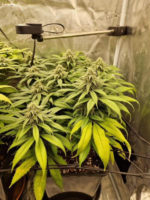 Apples Bananas n Peaches. Week 12