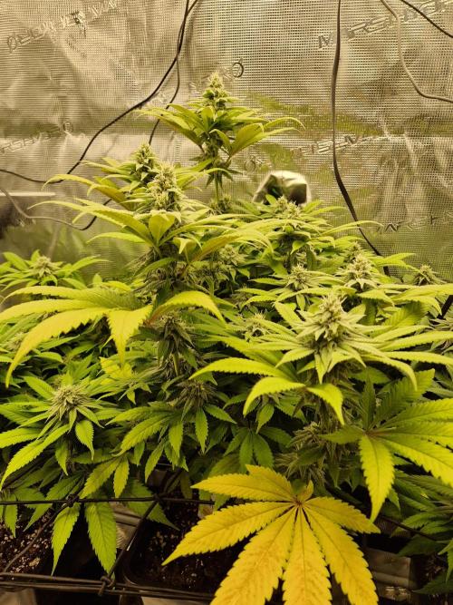Apples Bananas n Peaches. Week 12