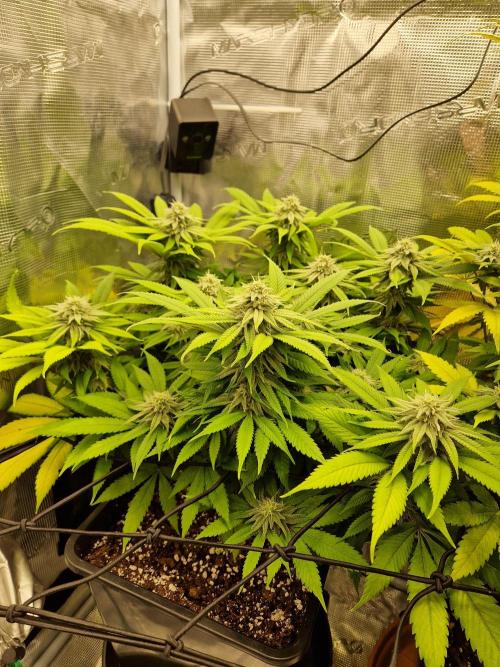 Apples Bananas n Peaches. Week 12