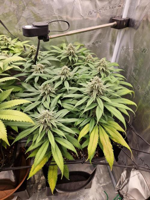 Apples Bananas n Peaches. Week 12