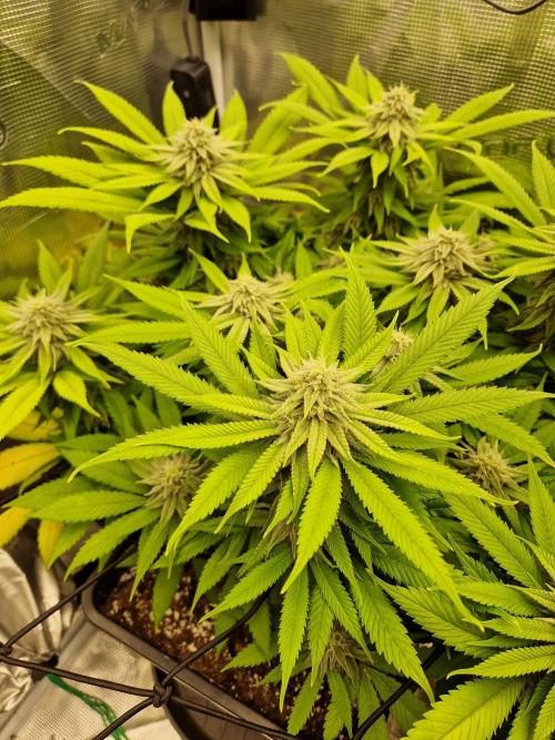 Apples Bananas n Peaches. Week 12